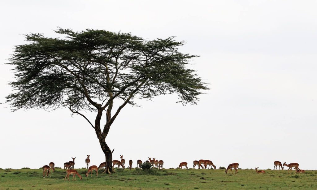 impala and acacia tree, kenya