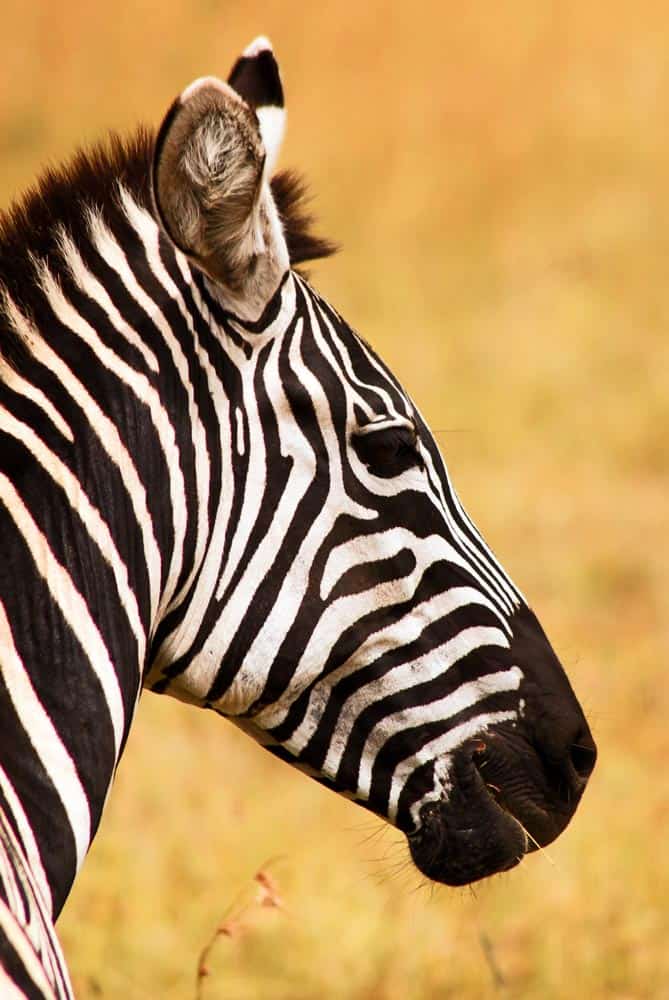 96--Zebra