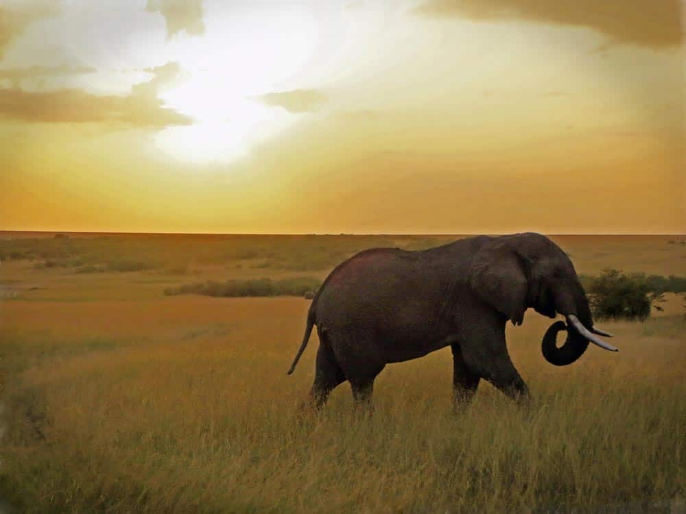35--Elephant At Sunset
