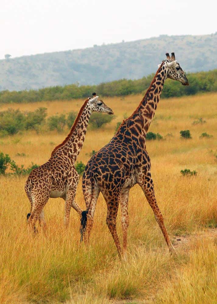 38--Kenya Giraffes