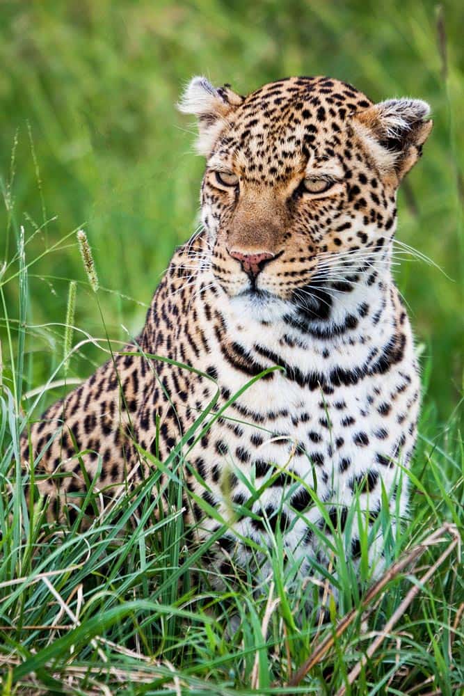 40--Kenya Leopard