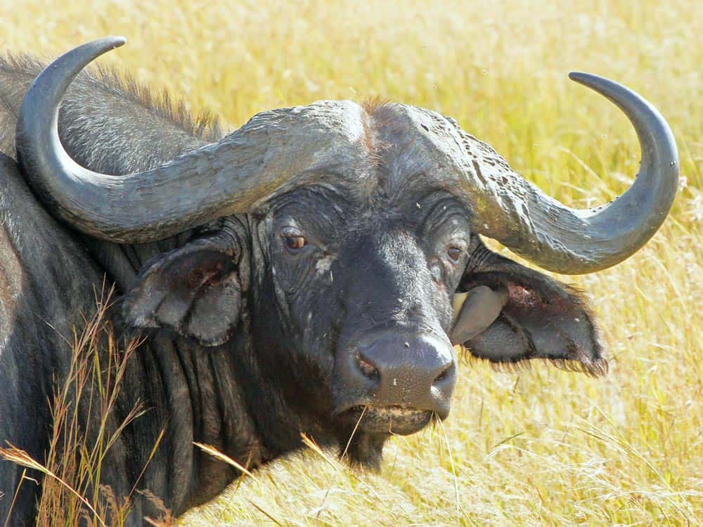 43--Kenya Water buffalo