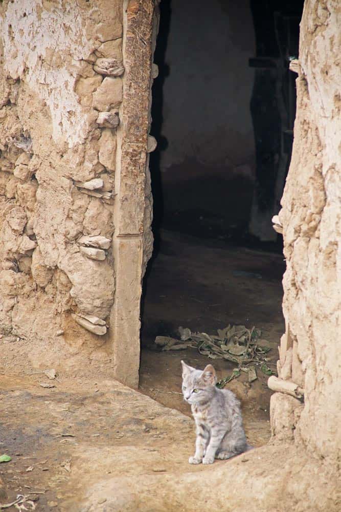 66--Kenya Kitten