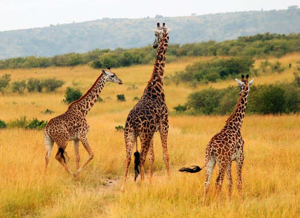 67--Giraffes On The Run