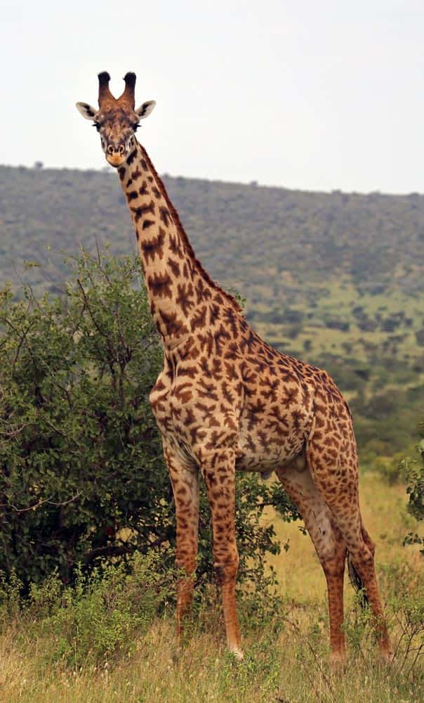 69--Giraffe Conscierge