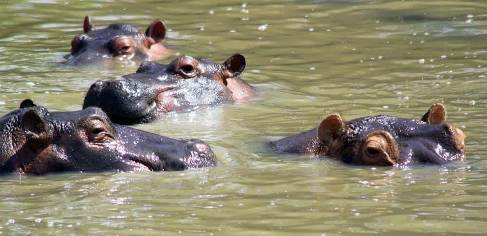 70--Hippos