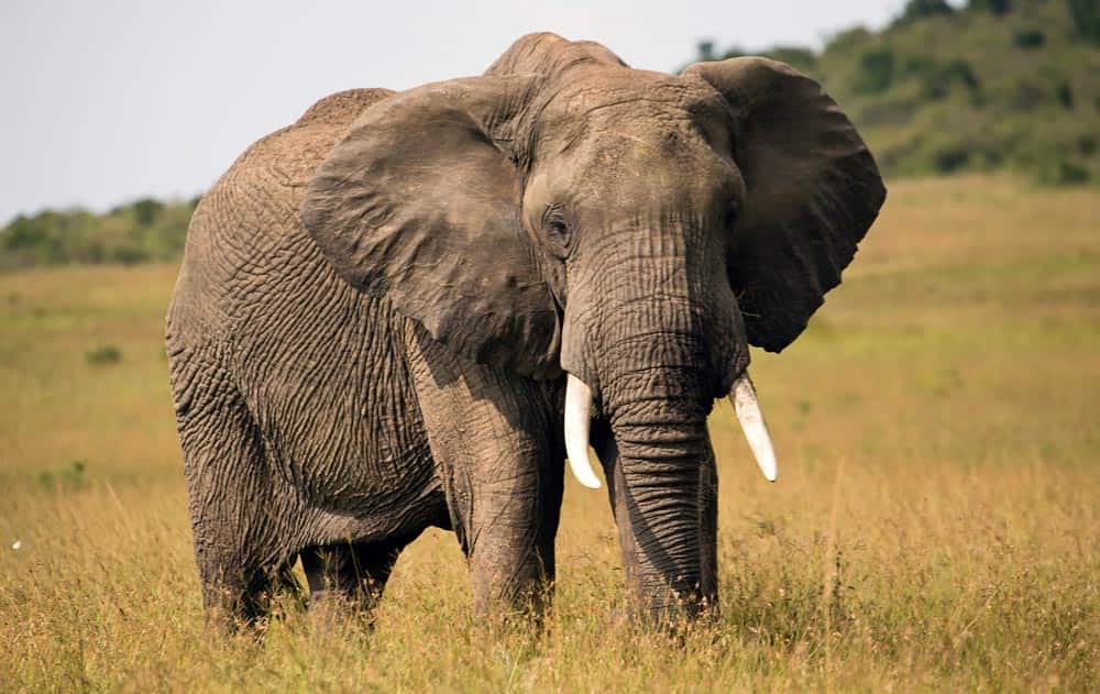 73--Kenya Elephant